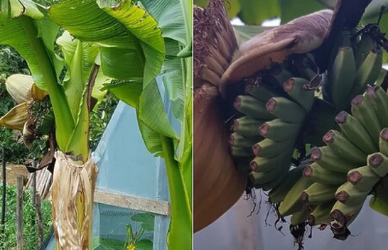 E pazakontë: Për shkak të të nxehtit ekstrem në Bosnje për herë të parë banana jep frytet e saj