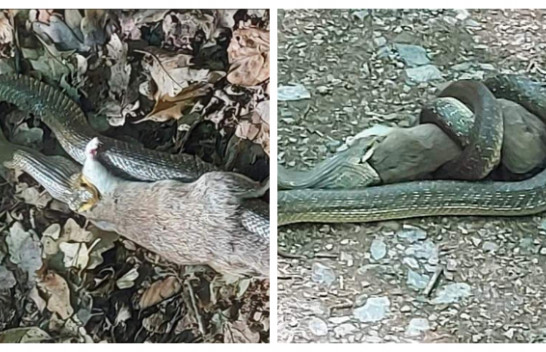 E rrallë: Në Gërmi fotografohet gjarpri duke e gëlltitur ketrin
