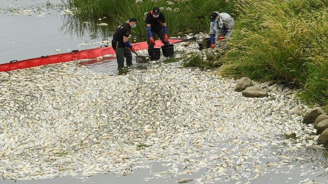 Misteri pas ngordhjes së mijëra peshqve në Poloni dhe Gjermani