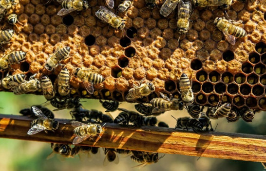 Ndryshimet klimatike rrezikojnë zhdukjen e bletëve