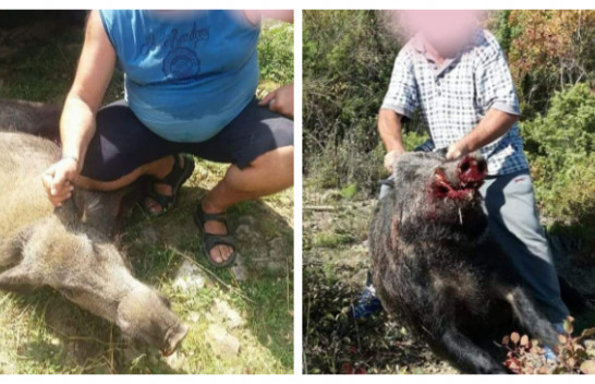 Vazhdon vrasja e paligjshme e derrave të egër në Shqipëri, pavarësisht moratoriumit në fuqi
