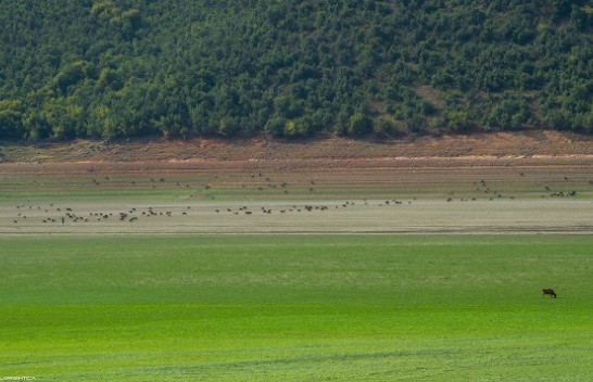 Thatësira godet Kosovën: Liqeni i Vërmicës shndërrohet në kullosë për bagëti [Foto]