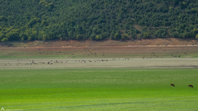 Thatësira godet Kosovën: Liqeni i Vërmicës shndërrohet në kullosë për bagëti [Foto]