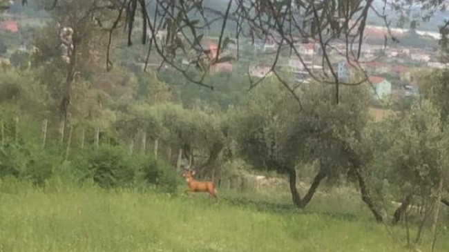 Kaprolli, shfaqet për herë të parë në Peizazhin e Mbrojtur 'Krastë Vrion'