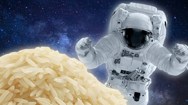 Astronautët kinezë kultivuan me sukses oriz në stacionin hapësinor Tiangong