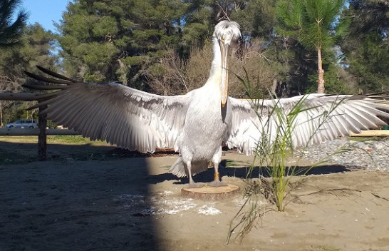 Kumbaro: Divjakë-Karavasta, habitati kryesor i pelikanëve