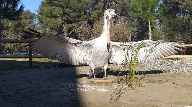Kumbaro: Divjakë-Karavasta, habitati kryesor i pelikanëve