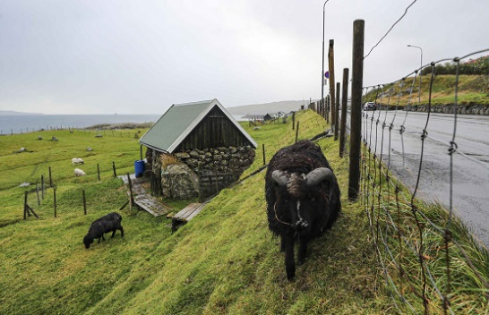 Ishujt Faroe, vendi ku jetojnë më shumë dele sesa njerëz