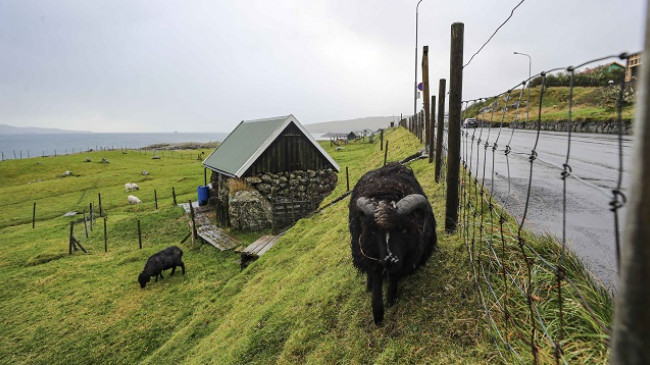 Ishujt Faroe, vendi ku jetojnë më shumë dele sesa njerëz
