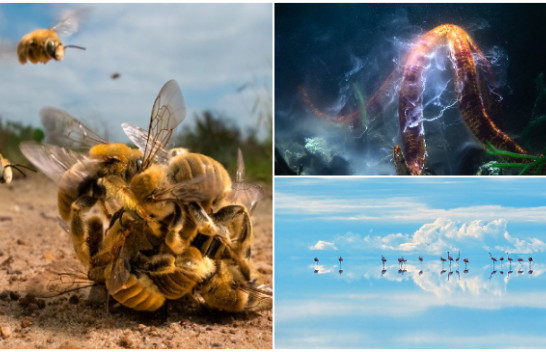 Imazhe të pabesueshme, shpallen fotografitë më të mira fituese nga bota e egër