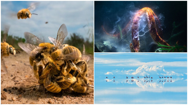 Imazhe të pabesueshme, shpallen fotografitë më të mira fituese nga bota e egër