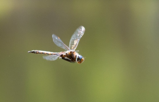 Sa lart mund të fluturojnë insektet?