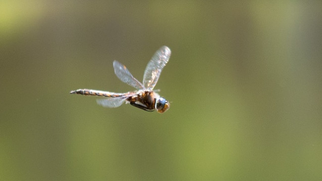 Sa lart mund të fluturojnë insektet?