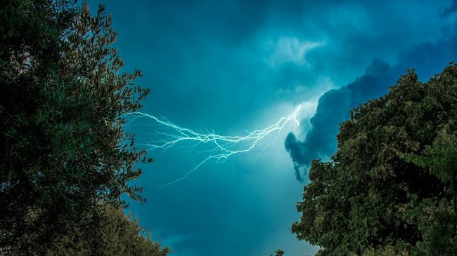 Gjethet e bimëve mund të lëshojnë shkarkime elektrike që ndikojnë në cilësinë e ajrit!