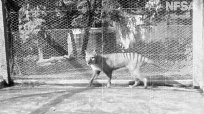 Mbetjet e tigrit të fundit Tasmanian gjenden në dollap pas 85 vitesh