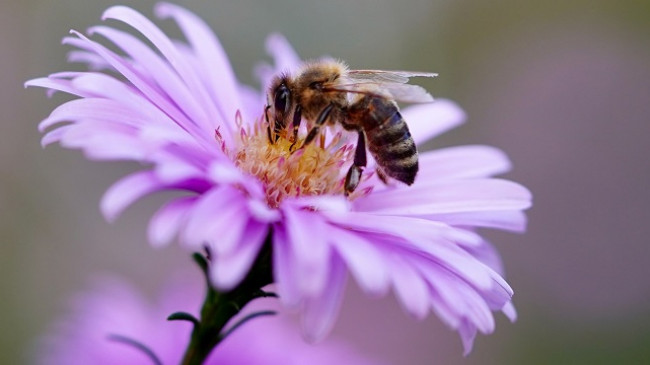 Pse është kaq e rëndësishme të mbrohet natyra dhe biodiversiteti?