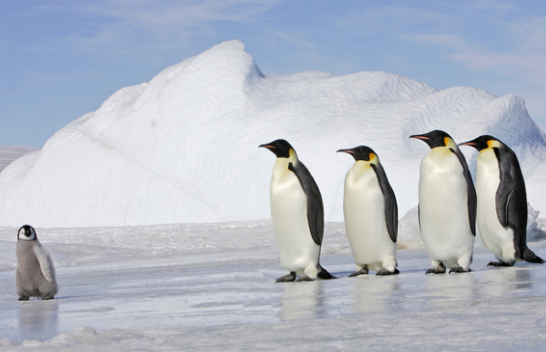 Mijëra specie rrezikohen të zhduken, WWF veçon drerët e pinguinët perandorë