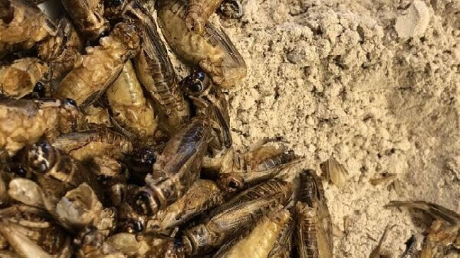 BE miraton përdorimin e miellit të insekteve