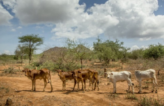 Kenia, 2.6 milion kafshë në rrezik për shkak të thatësirës