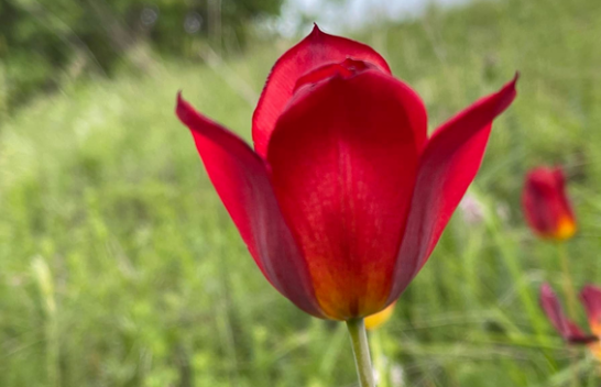 Tulipani shqiptar shpallet Monument Natyror