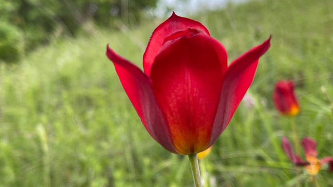 Tulipani shqiptar shpallet Monument Natyror
