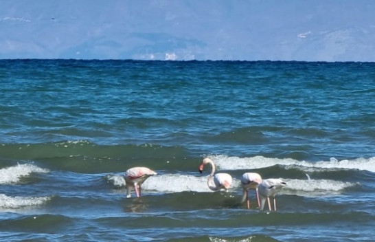 Fenomeni i rrallë, rikthehen flamingot në liqenin e Pogradecit