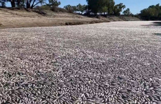 Miliona peshq të ngordhur pranë një qytetit australian, shkak temperaturat e larta