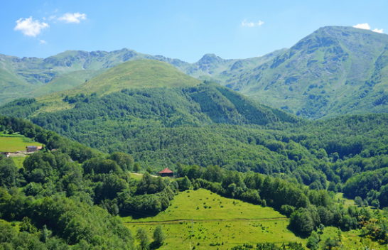 Sot Dita Ndërkombëtare e Pyjeve