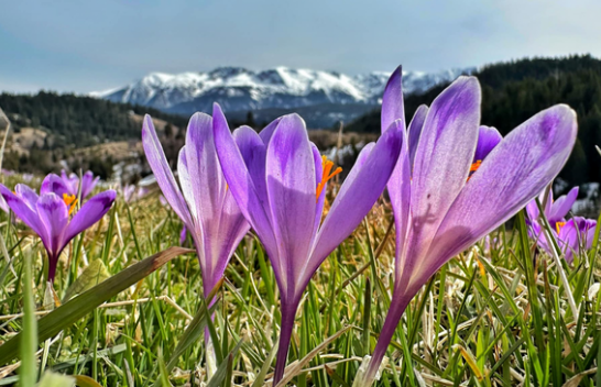 Çfarë kohe pritet të mbajë në Kosovë?