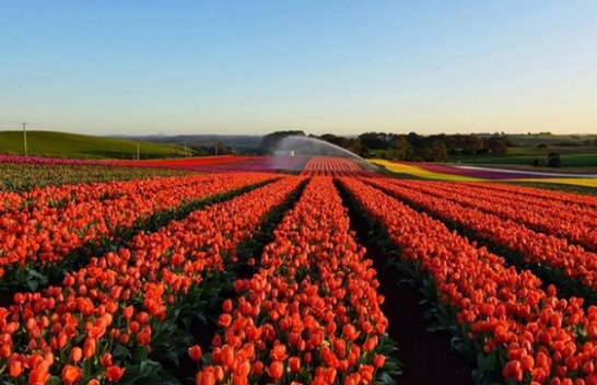 Tulipani po lulëzon edhe në Itali