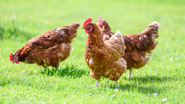 Zvicra kërkon të drejta për mirëqenien e pulave