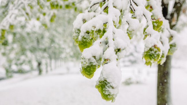 Parashikimi i motit nga meteorologët në Shqipëri