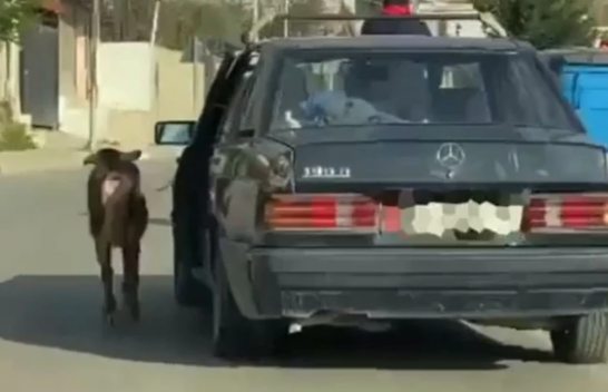 Shqipëri, torturoi dhinë duke e tërhequr me veturë, gjobitet dhe nis procedimi penal ndaj shoferit