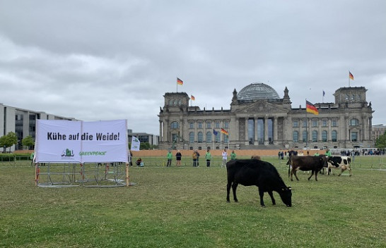 Ambientalistët kullosin lopët në kopshtin e parlamentit gjerman