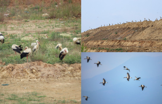 Kaq lejlek u vrojtuan në Prizren/ FOTO