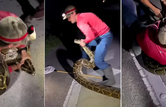 Kapet pitoni më i madh birman, ja sa metra është i gjatë dhe sa kilogramë peshon/ VIDEO