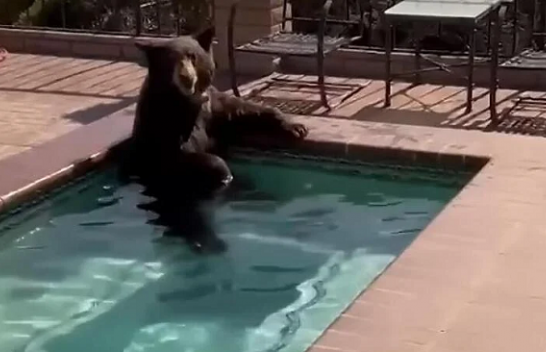 Temperaturat e larta në SHBA, ariu mposht vapën duke u larë në pishinë