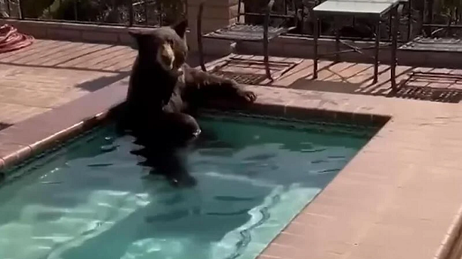 Temperaturat e larta në SHBA, ariu mposht vapën duke u larë në pishinë