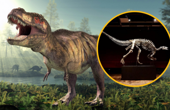 Një dinozaur i rrallë del në ankand në Paris, me çmim marramendës!