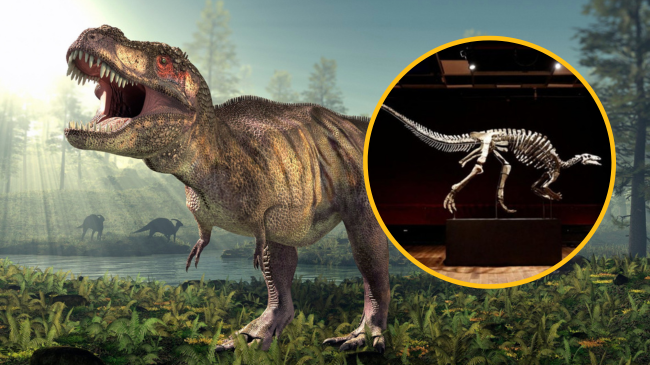 Një dinozaur i rrallë del në ankand në Paris, me çmim marramendës!