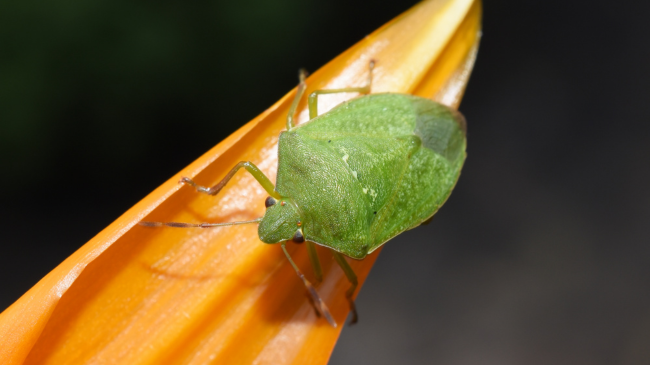 Insekte me erë të pakëndshme, ja si t'i largoni ato me dy përbërës natyralë