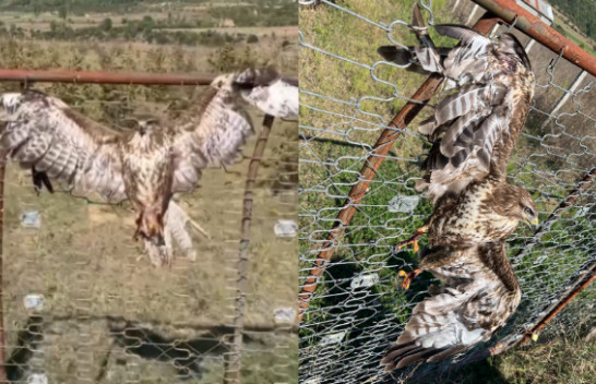 NGJARJE MOSTRUOZE/ Huta lidhet për t’u balsamosur e gjallë në këtë vend të Shqipërisë