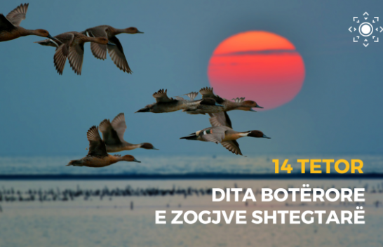 14 Tetor - Dita Botërore e Zogjve Shtegtarë