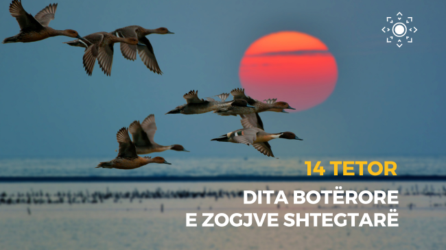 14 Tetor - Dita Botërore e Zogjve Shtegtarë