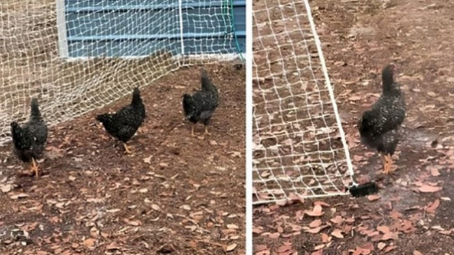 Sjellja e çuditshme e pulave tronditi pronarin: Çfarë dreqin u ndodhi atyre?