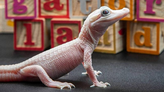 A keni parë ndonjëherë aligator të bardhë?