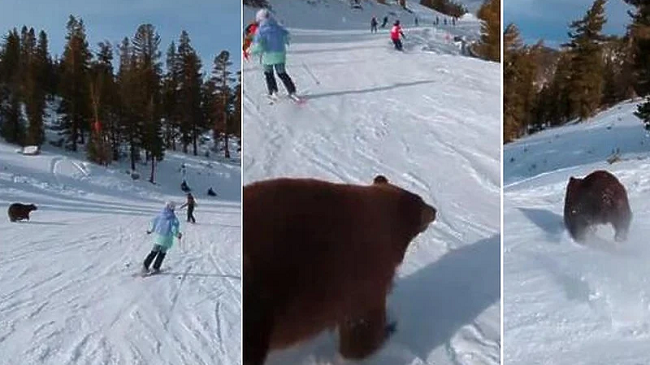 Një skiator shmangu përplasjen me një ari në një resort të skive në Kaliforni
