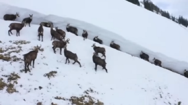 Pamje të veçanta të dhive të egra në Alpet shqiptare