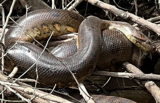 Një specie e re e gjarpërinjve gjigantë gjendet në Amazon