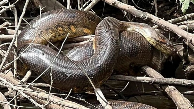 Një specie e re e gjarpërinjve gjigantë gjendet në Amazon